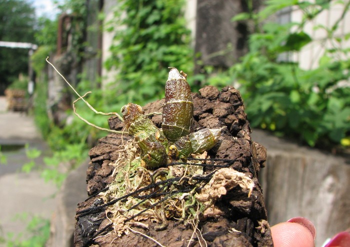 Dendrobium lamyaiae.JPG
