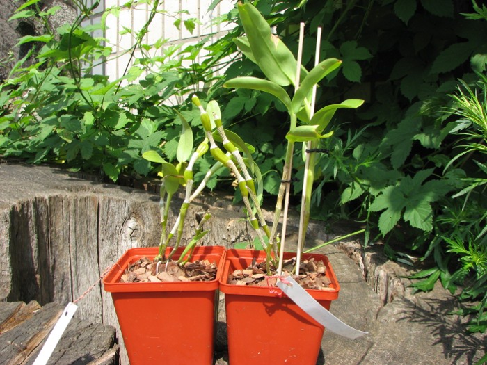 Dendrobium findlayanum.JPG