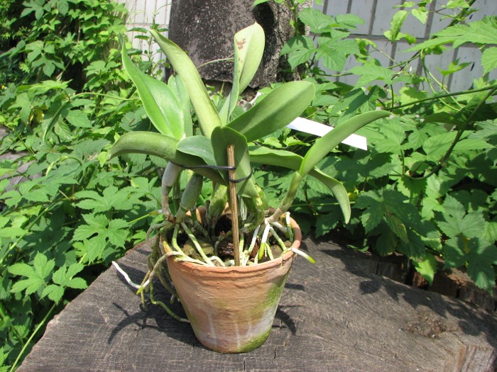 Laeliocattleya Mini Purple 'Blue Pacific' (pumila x walkeriana).JPG