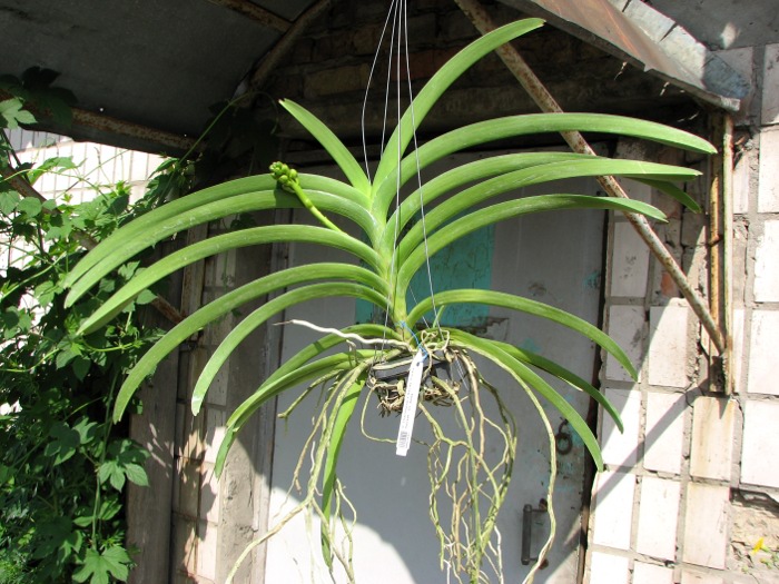 Vanda Thananprai x Ascocenda Fuchs Sunset - Dr. Anek.JPG