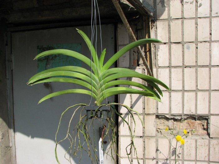 Ascocenda Krailerk White x Ascocenda Jakkrit Gold x Vanda Kultana Gold.JPG