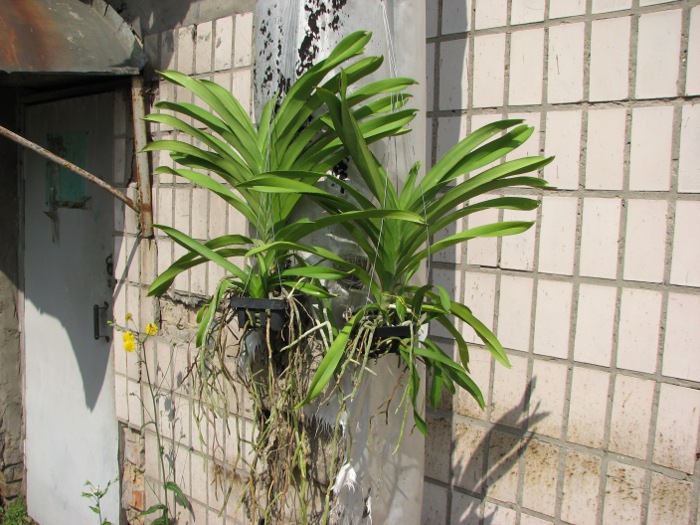 Vanda Apec Blue.JPG