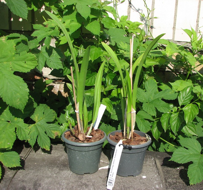 Brassolaelia Morning Glory 'Valentine Kiss'.JPG