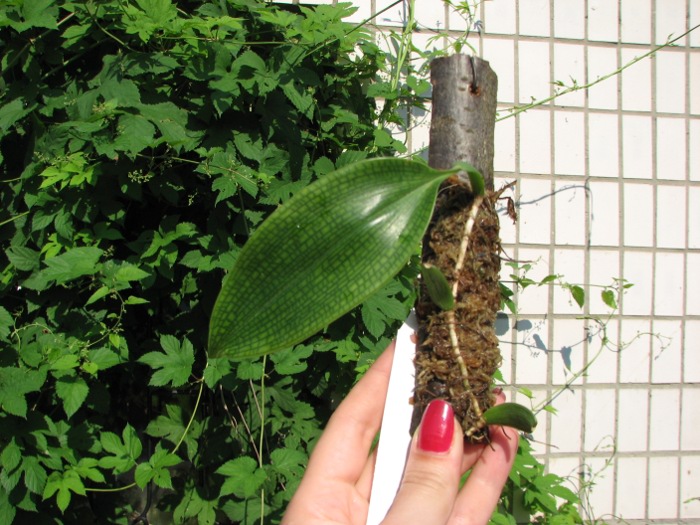 Bulbophyllum reticulatum.JPG