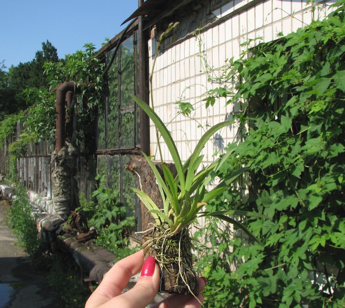 Oncidium (Tolumnia) hybrids.JPG