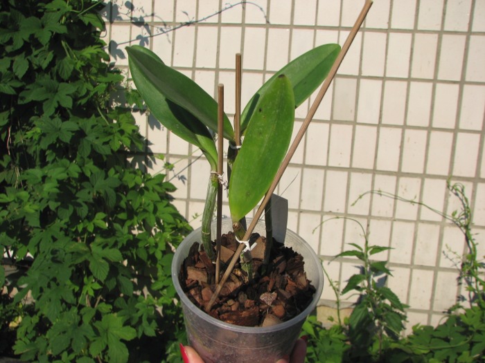 Cattleya Taiwan Green Emerald.JPG
