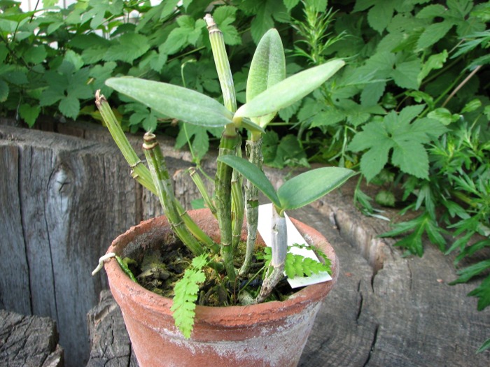 Cattleya intermedia flamea.JPG