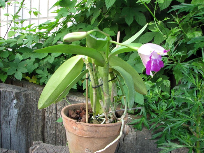 Cattleya intermedia aquinii x Cattleya walkeriana.JPG