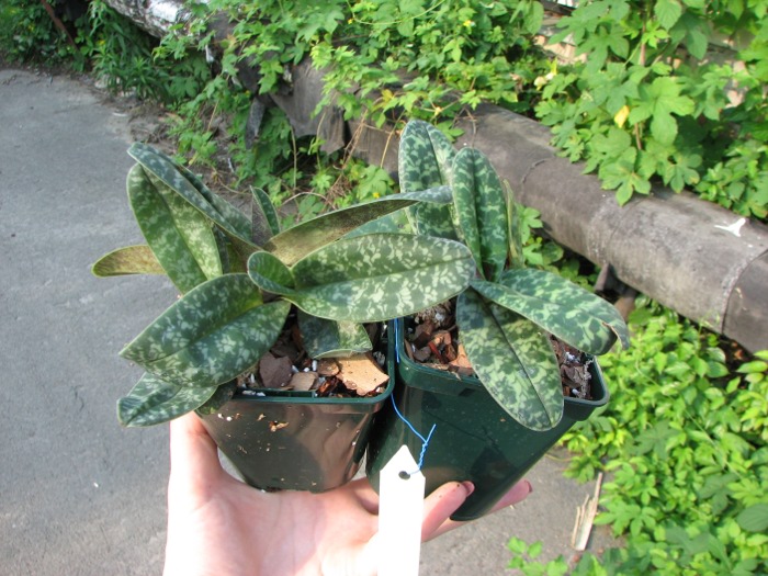 Paphiopedilum concolor.JPG