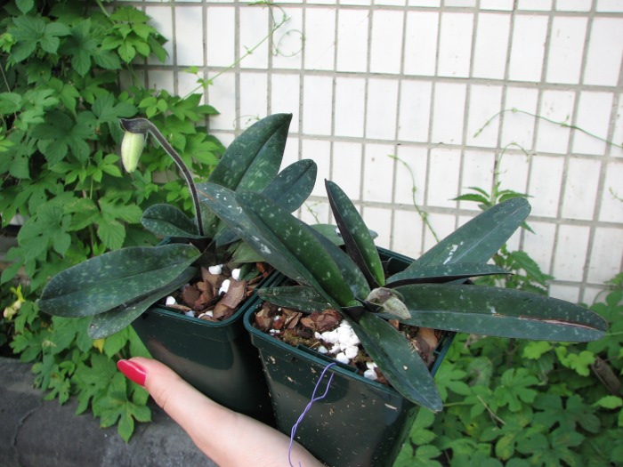 Paphiopedilum niveum.JPG