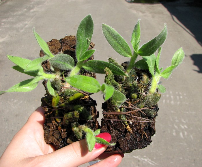 Dendrobium senile.JPG
