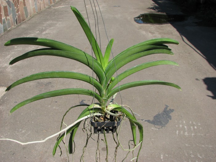Ascocenda Pinthong.JPG