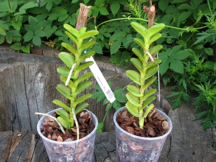 Trichoglottis brachiata.JPG