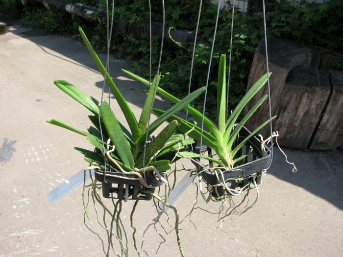 Ascocentrum ampullaceum.JPG