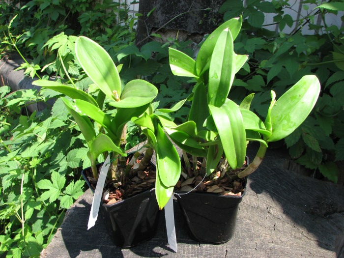 Dendrobium Kultana Fancy.JPG