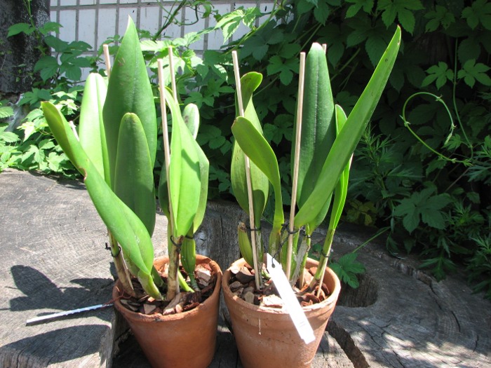 Brassolaeliocattleya Elizabeth Hearns.JPG