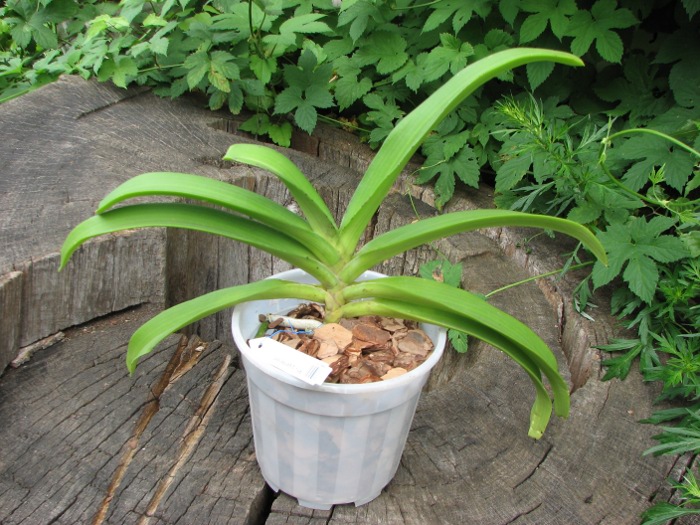 Rhynchostylis gigantea spot.JPG
