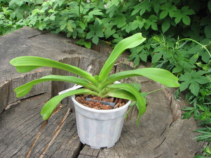 Rhynchostylis gigantea white.JPG