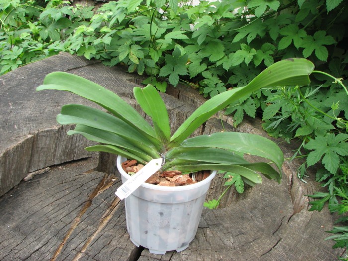 Rhynchostylis gigantea red.JPG