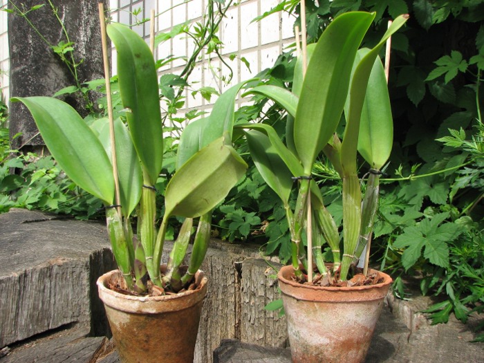 Brassolaeliocattleya Lucky Strike 'Mangkorn'.JPG