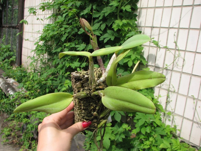 Cattleya walkeriana.JPG
