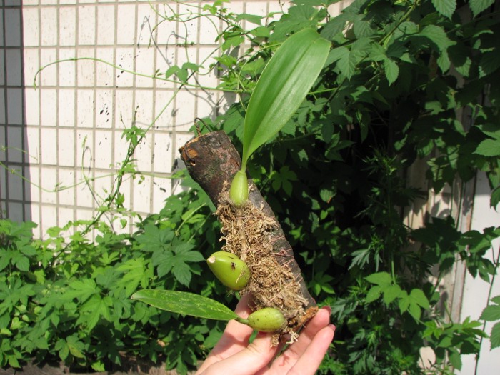 Bulbophyllum coweniorum.JPG
