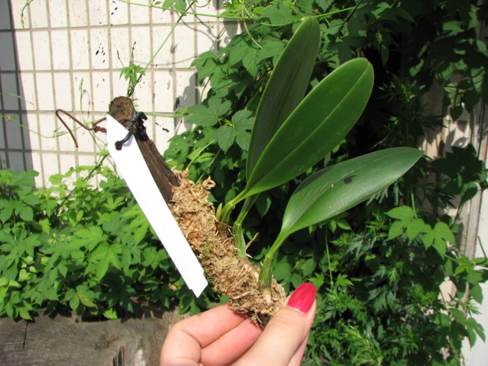 Bulbophyllum burfordense.JPG