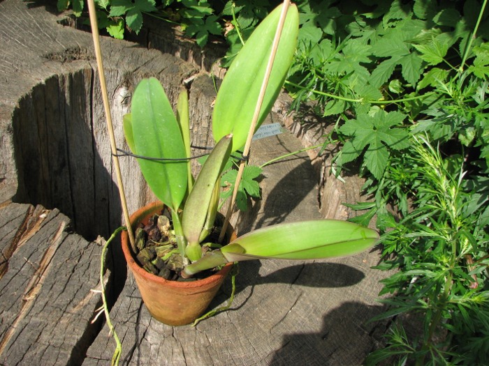 Cattleya labiata rubra 'Schuller' x Cattleya labiata rubra 'Deize'.JPG