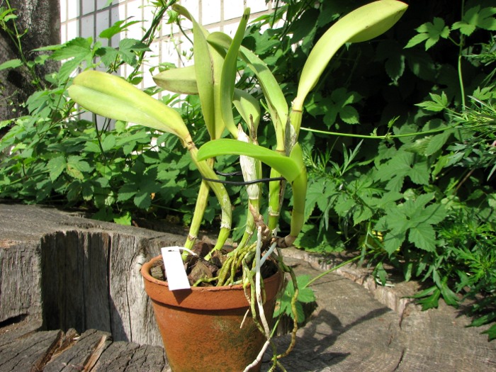 Laeliocattleya Cornelia coerulea.JPG