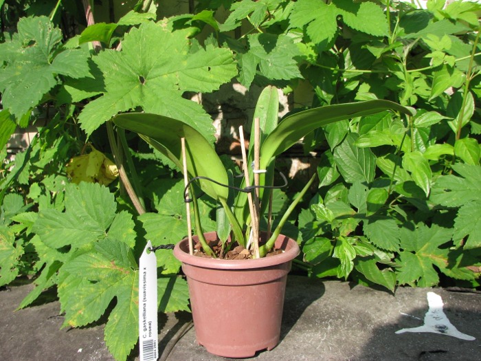 Cattleya gaskelliana (suavissima x rosea).JPG