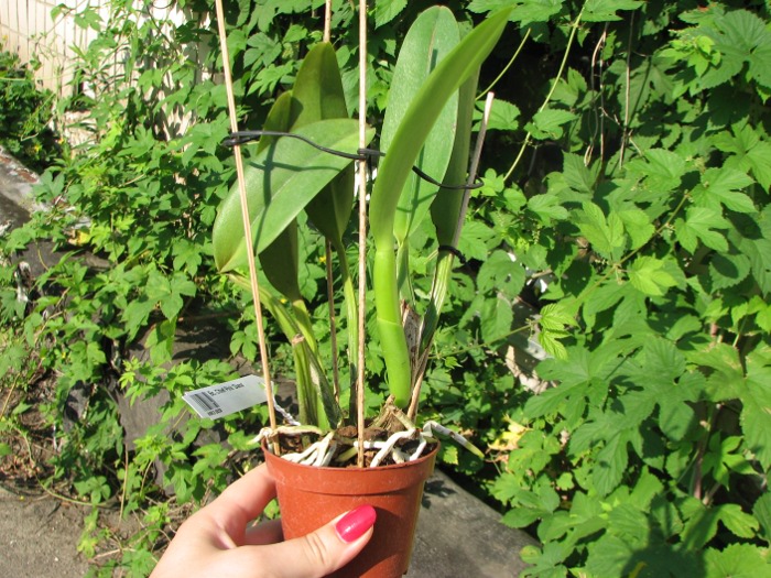 Brassocattleya Chief Pink 'Diana'.JPG