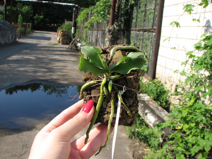 Aerangis somalensis.JPG