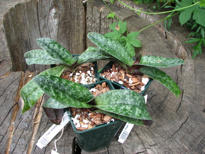 Paphiopedilum bellatulum.JPG