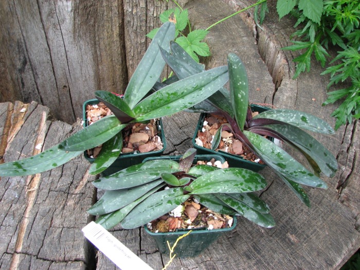 Paphiopedilum godefroyae.JPG