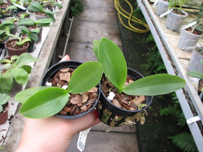 Phalaenopsis Natasha 'Aiko'.JPG