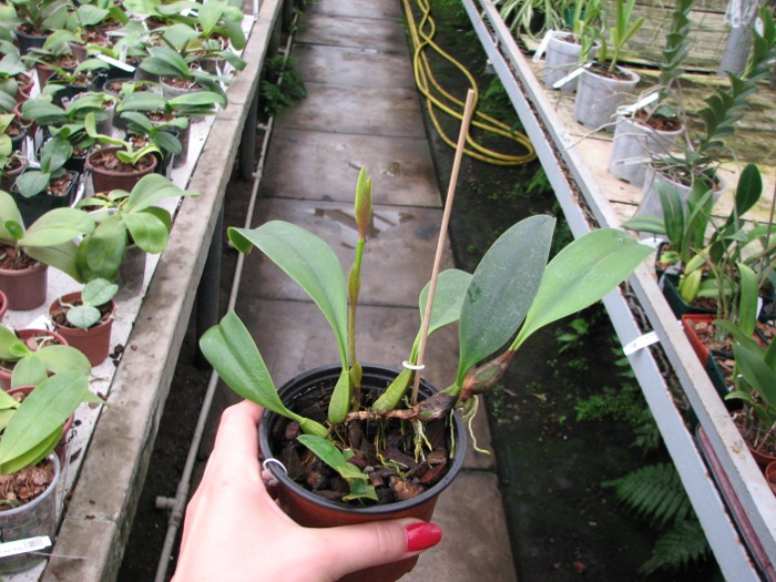 Bulbophyllum Hsinying Grand-arfa.JPG