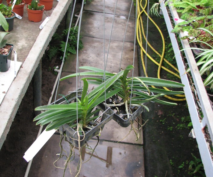 Ascocentrum miniatum.JPG
