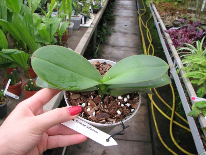 Doritaenopsis Fortune Saltzman.JPG