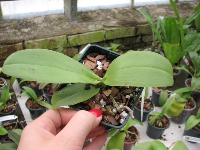 Phalaenopsis Grosbeak.JPG
