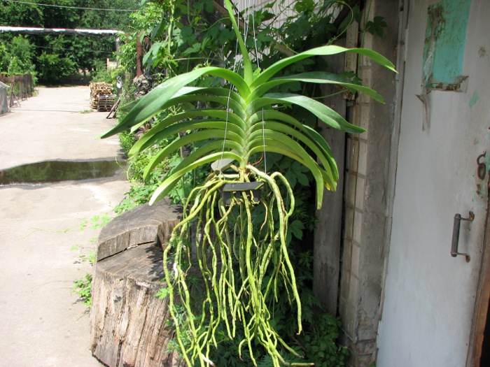 Vanda Vivan x Ascda Kultana Flame.JPG