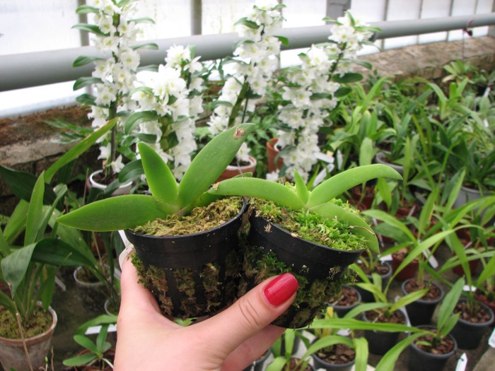 Angraecum leonis.JPG