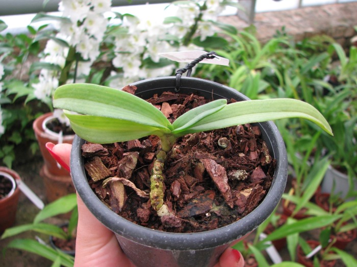 Rhynchostylis gigantea Orange.JPG
