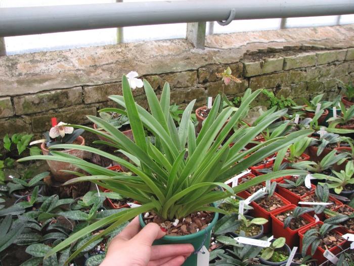 Paphiopedilum exul.JPG