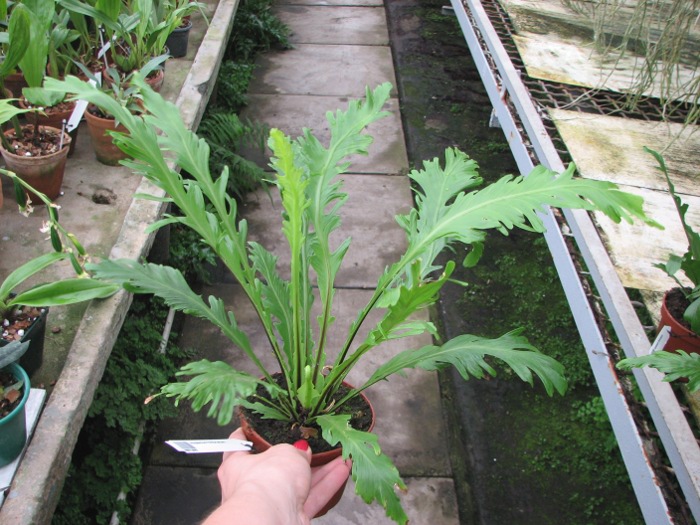 Asplenium fimbriatum.JPG
