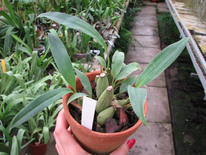 Coelogyne flaccida.JPG