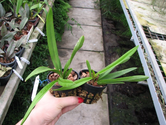 Ionopsis utricularioides.JPG