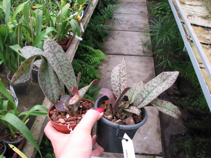 Psychopsis Mendenhall 'Hildos'.JPG