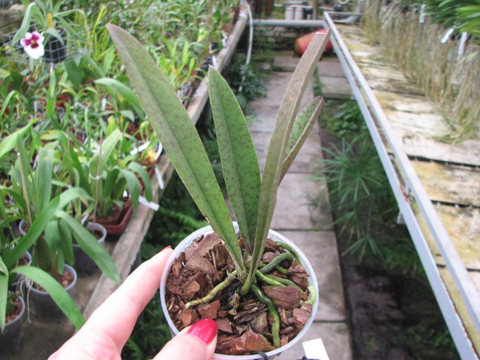 Psychocentrum Rio's Mariposita 'ORCHIS'.JPG