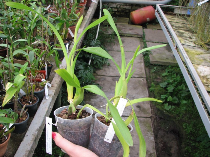 Miltonia spectabilis.JPG