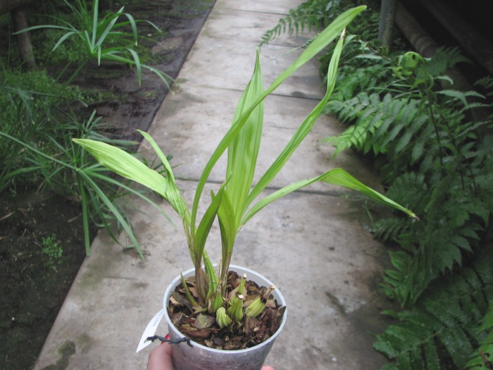 Coryanthes alborosea alba.JPG